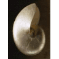 AAIC LUXURY TRAVEL Logo