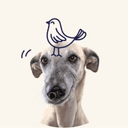 Fetch Inc (now Fetch Pet Insurance)