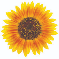 The Maine Group Logo